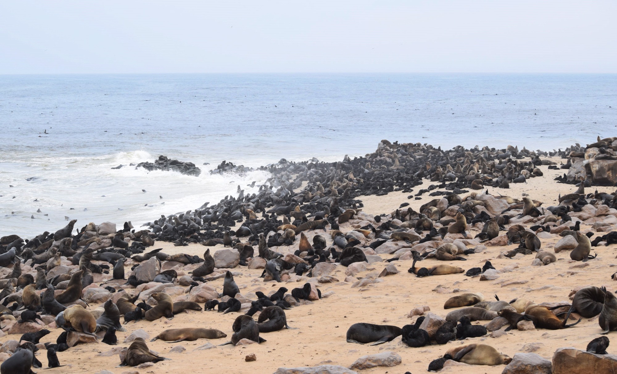 Lobos marinhos em Cape Cross, na Namíbia