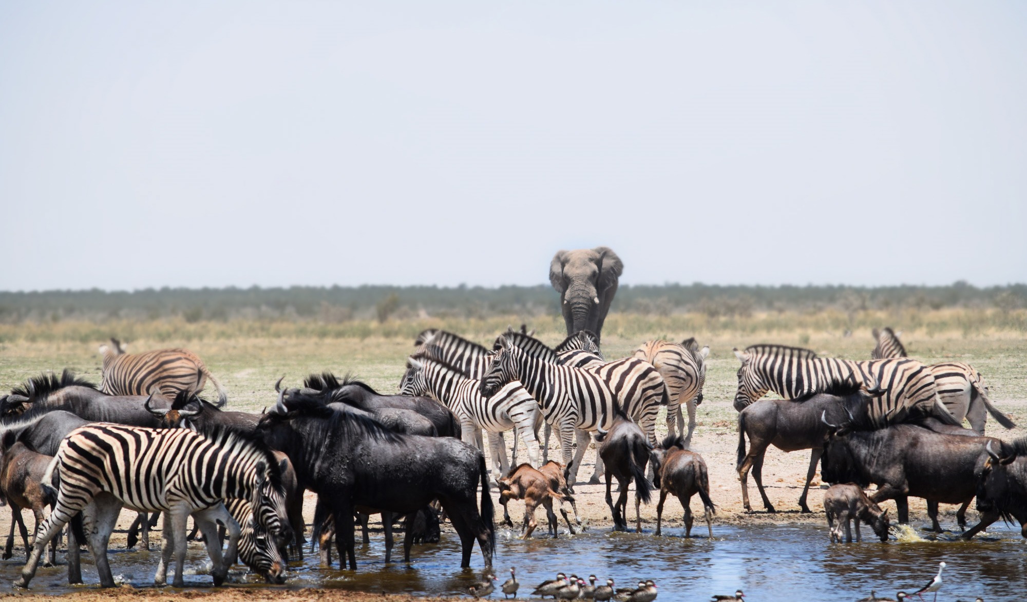Animais no Parque Nacional do Etosha