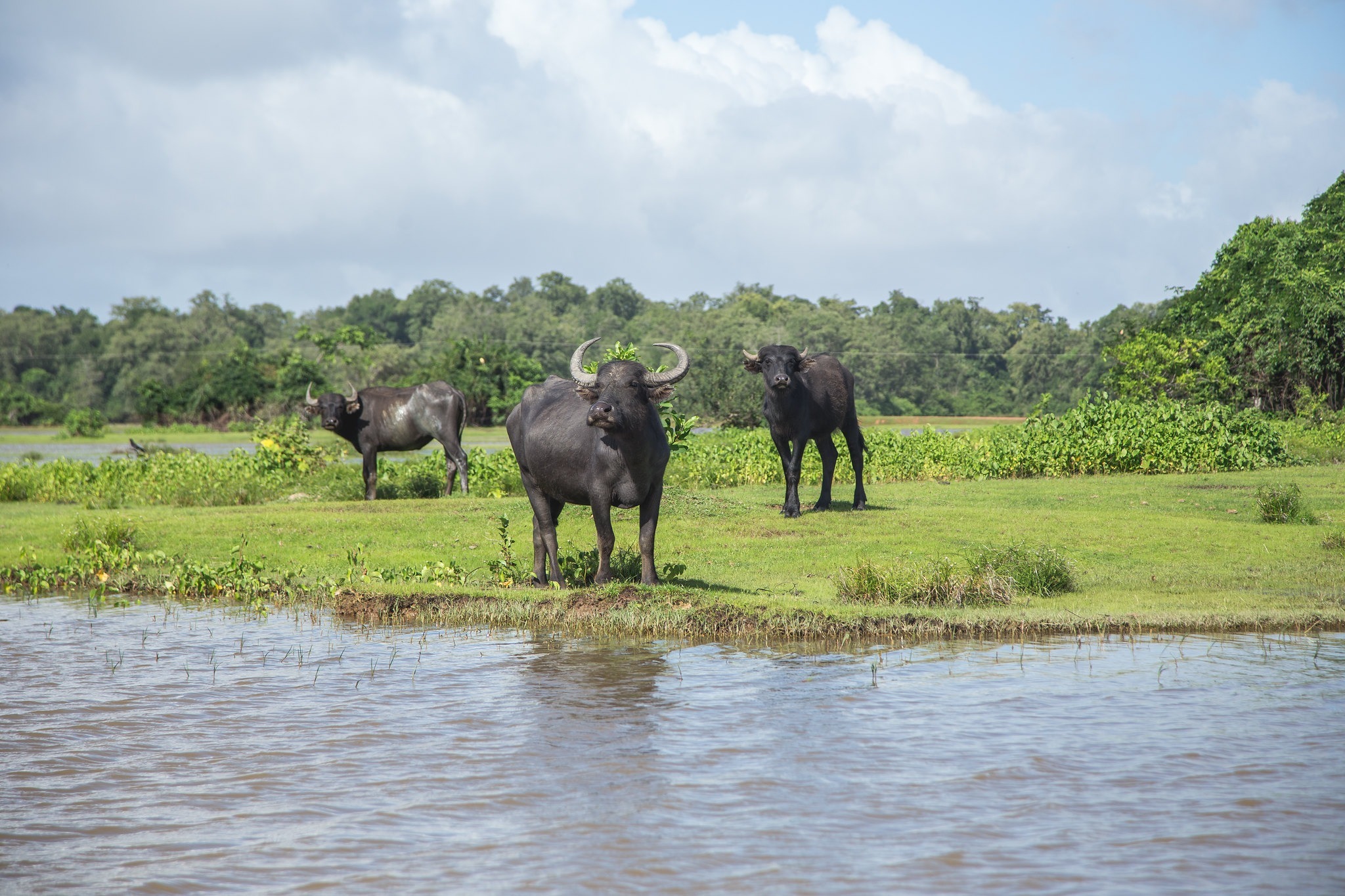 Ilha de Marajó o que fazer, onde se hospedar e dicas Ilha de Marajó o que fazer, onde se hospedar e dicas
