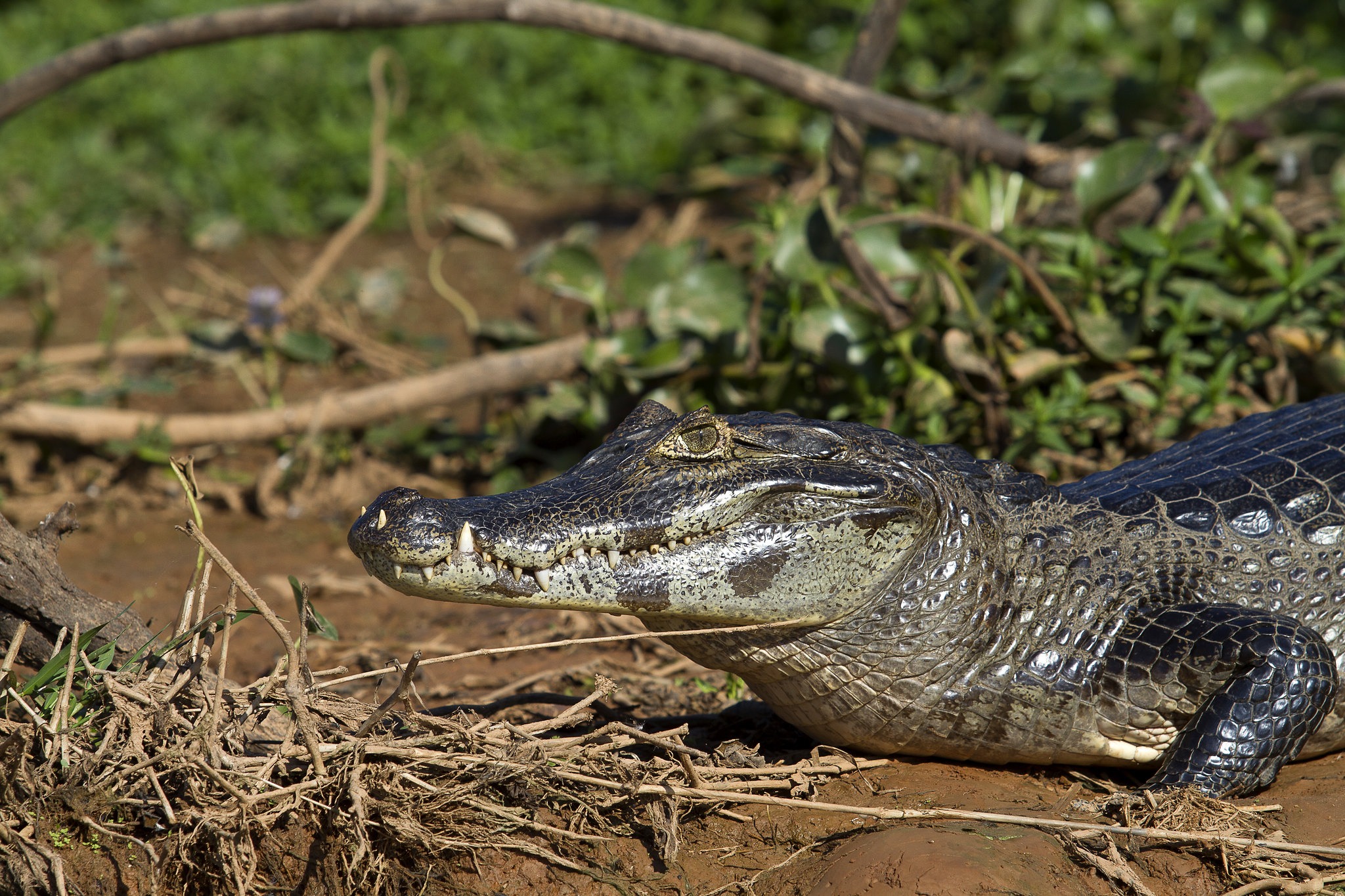 Jacaré no Pantanal mato-grossense