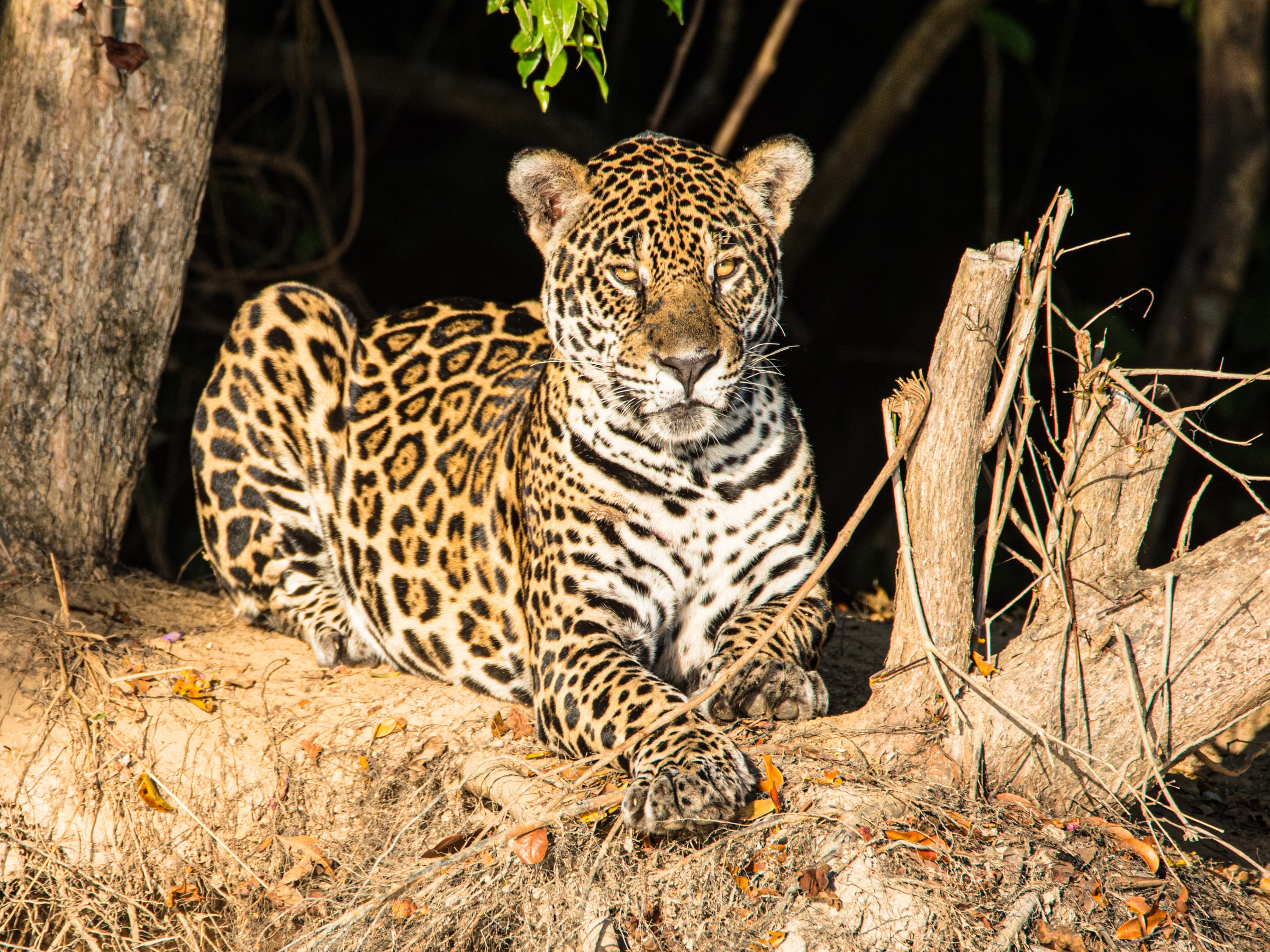 Onça Pintada no Pantanal