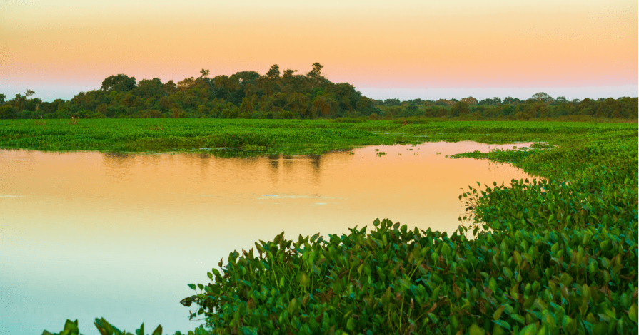 Passeios no Pantanal: 8 Lugares Que Vale a Pena Incluir no Roteiro