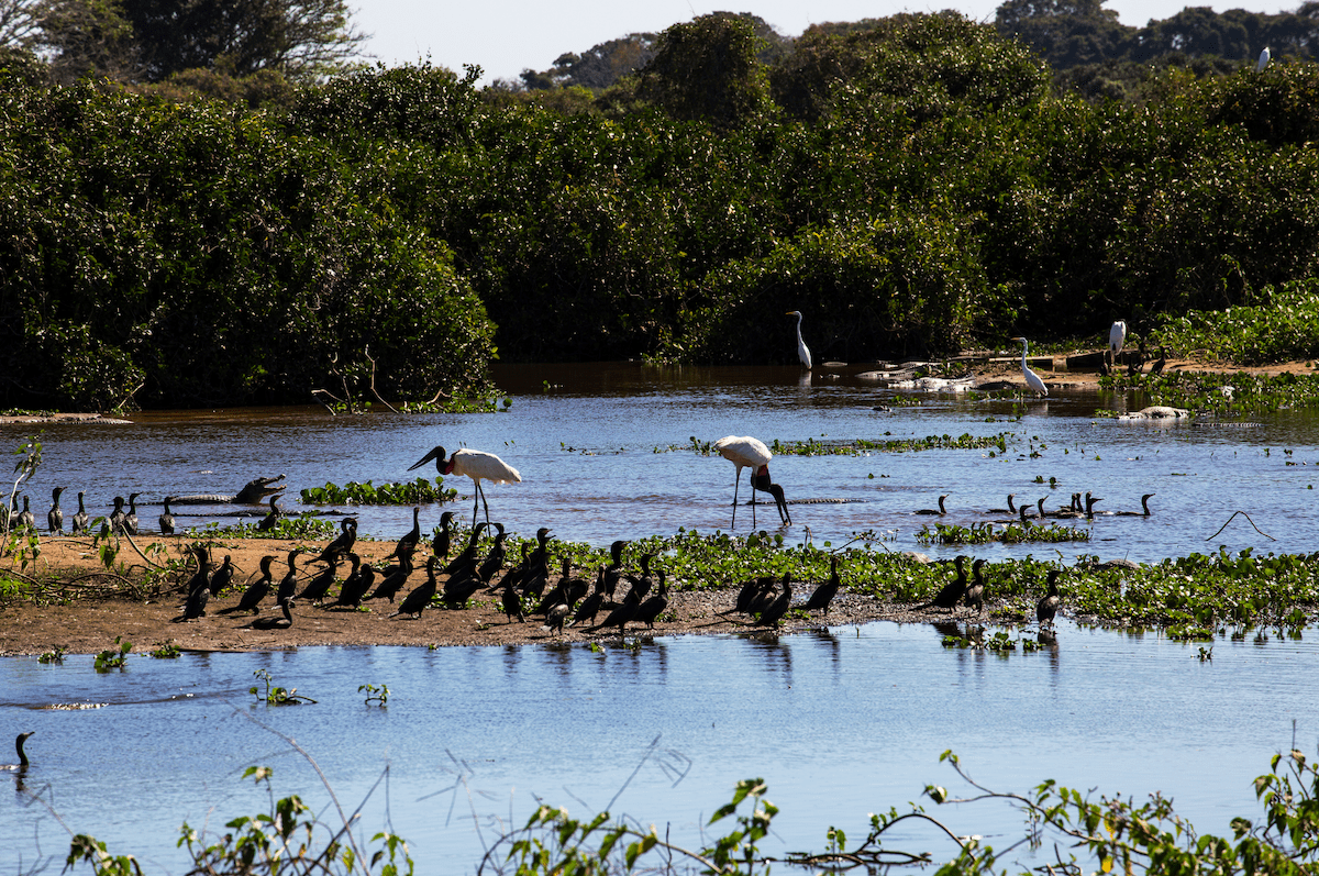 Destinos Brasileiros Únicos: Pantanal Matogrossense