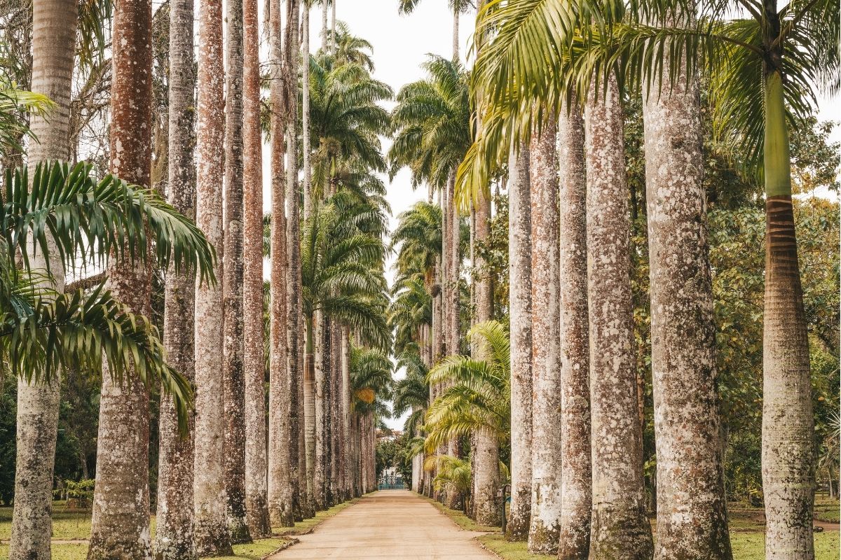 Passarela com palmeiras no Jardim Botânico do Rio de Janeiro