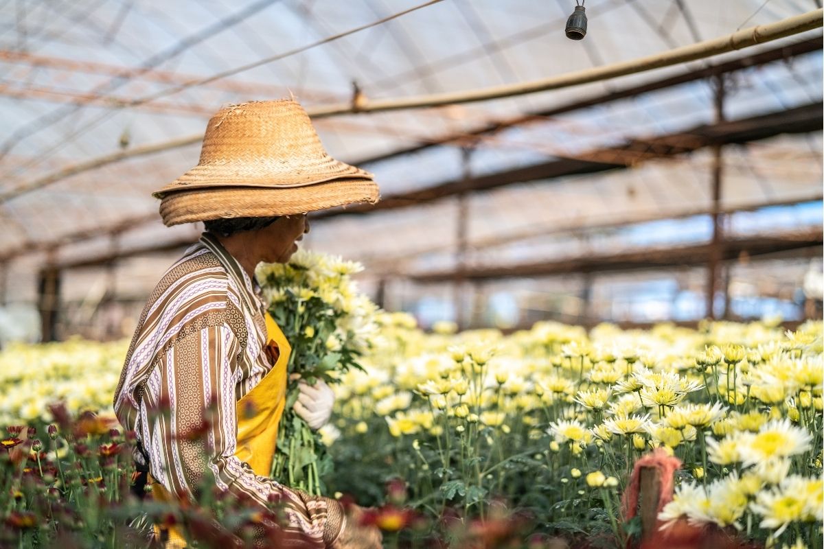 Holambra, a capital das flores em São Paulo