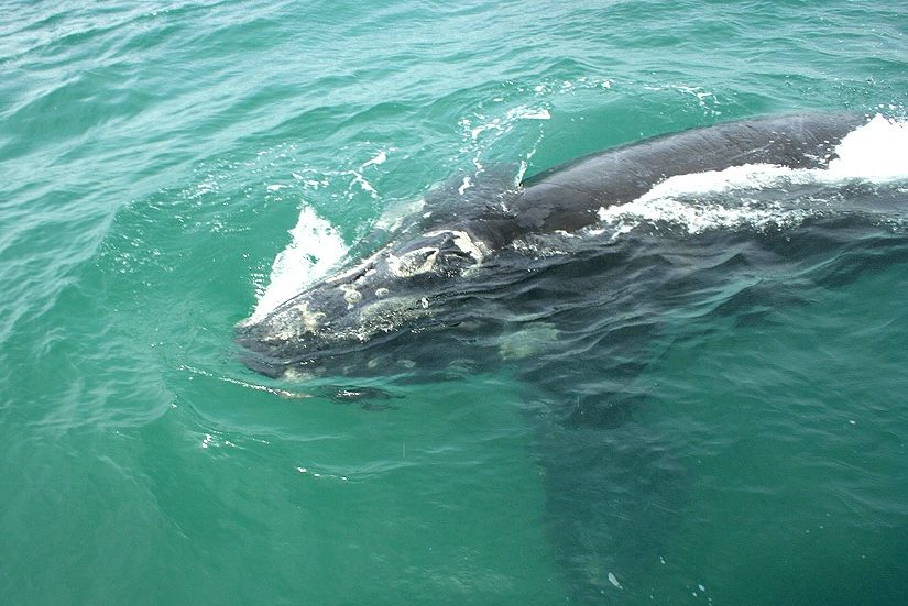 Observação de baleias em Imbituba, Santa Catarina