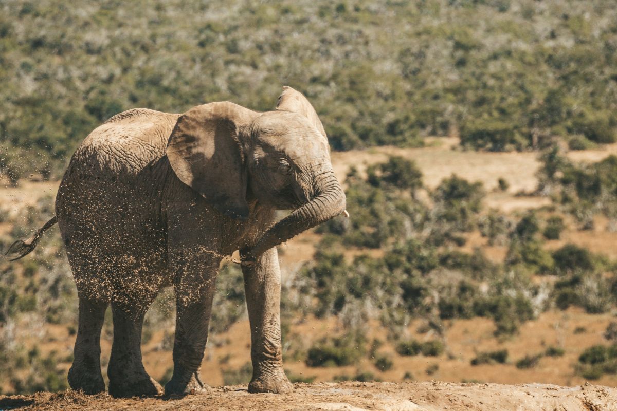 Elefante em safári no Addo Elephant National Park
