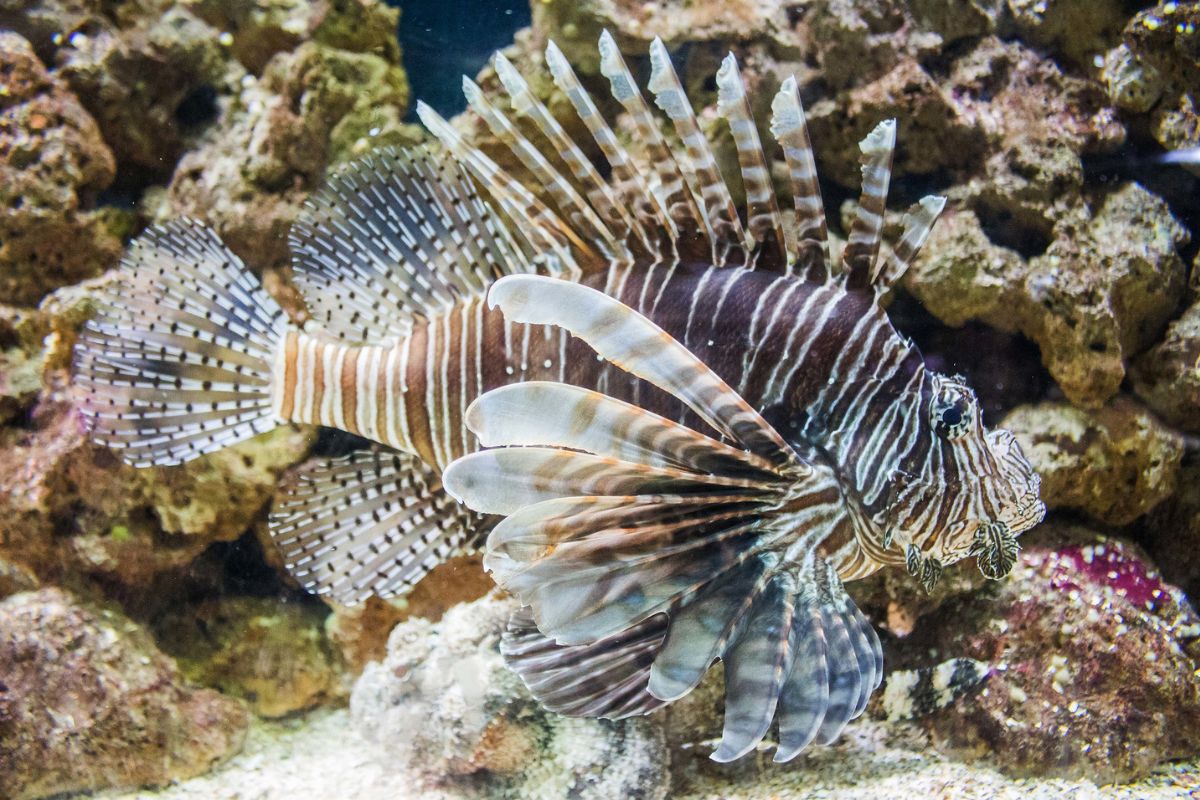 Peixe em tanque de aquário do Guarujá