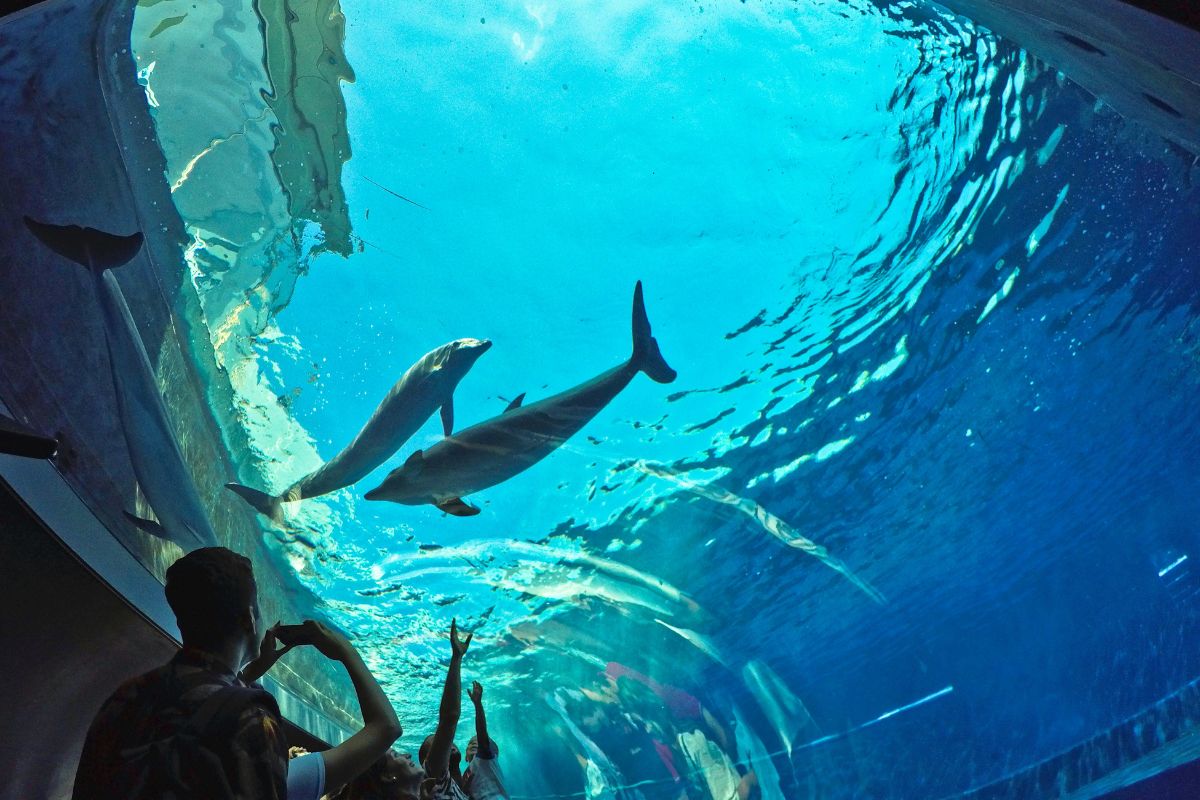 Tanque com golfinhos no Aquário de Gênova
