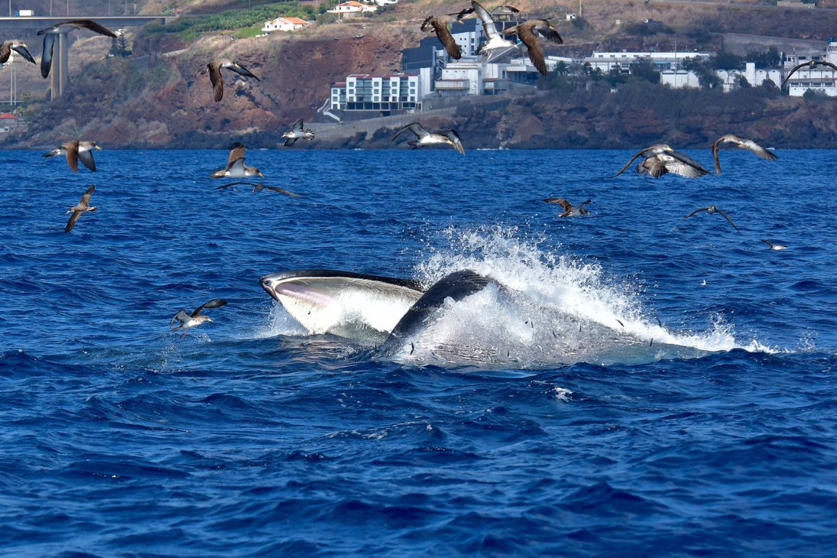 Baleia na Ilha da Madeira