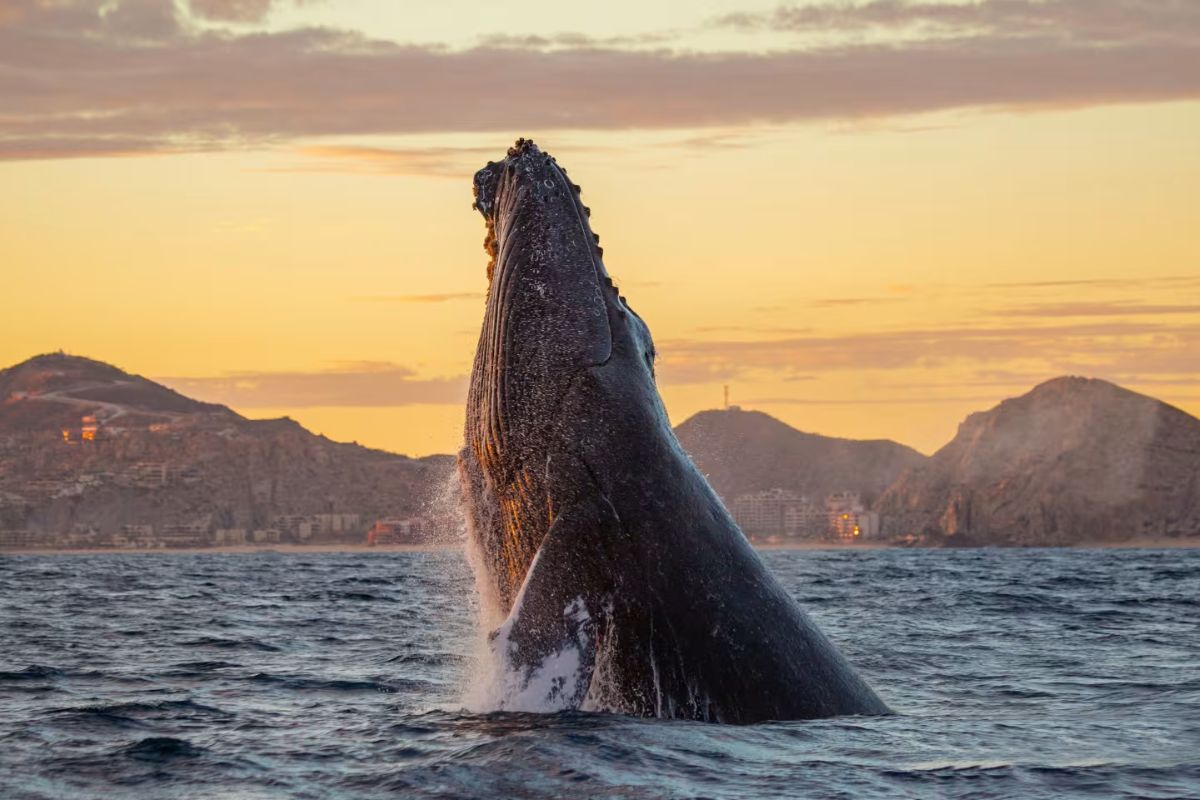 Baleia em Los Cabos, no México