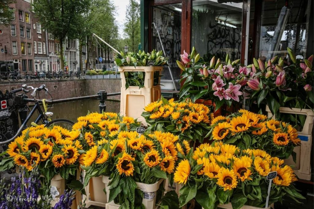 Mercado das Flores de Amsterdam.