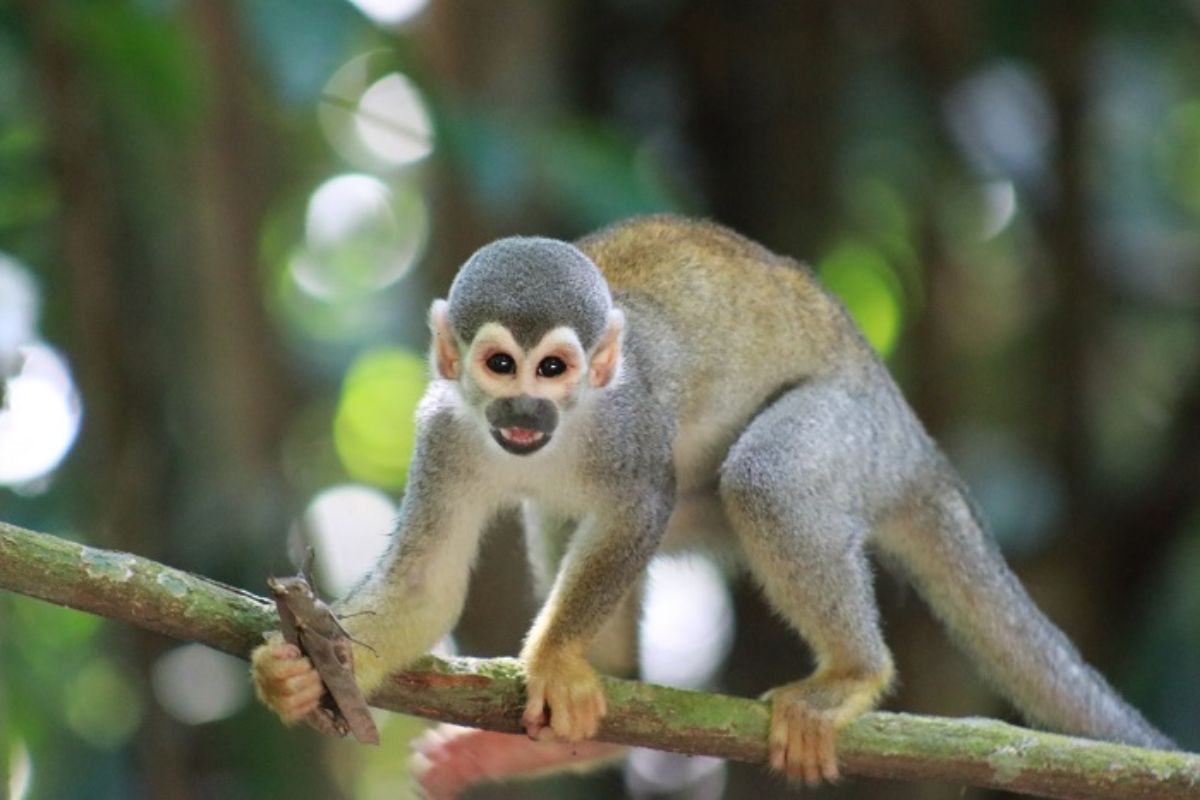 Macaquinho do Bosque da Ciência, em Manaus