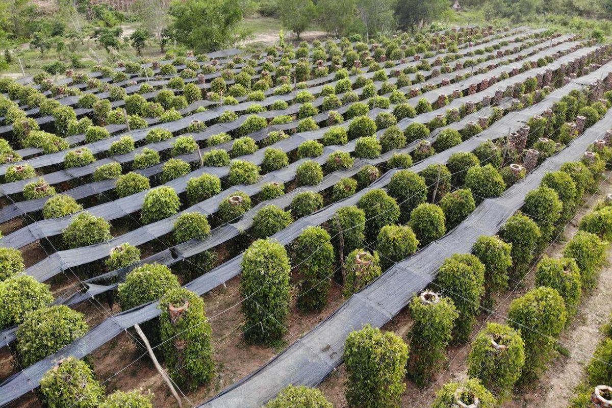 Plantação de pimenta de Kampot, no Camboja