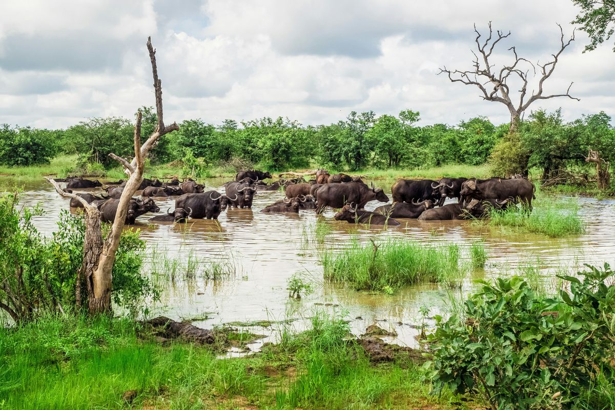 Búfalos em lagoa no Kruger, África do Sul