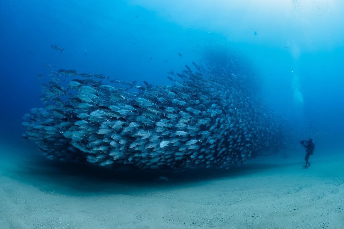 Cardume de peixe visto em mergulho em Cabo Pulmo, no México