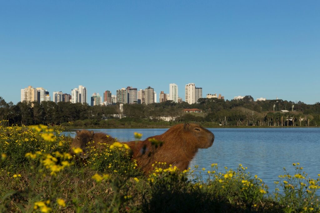 Capivara no Parque Barigui, em Curitiba