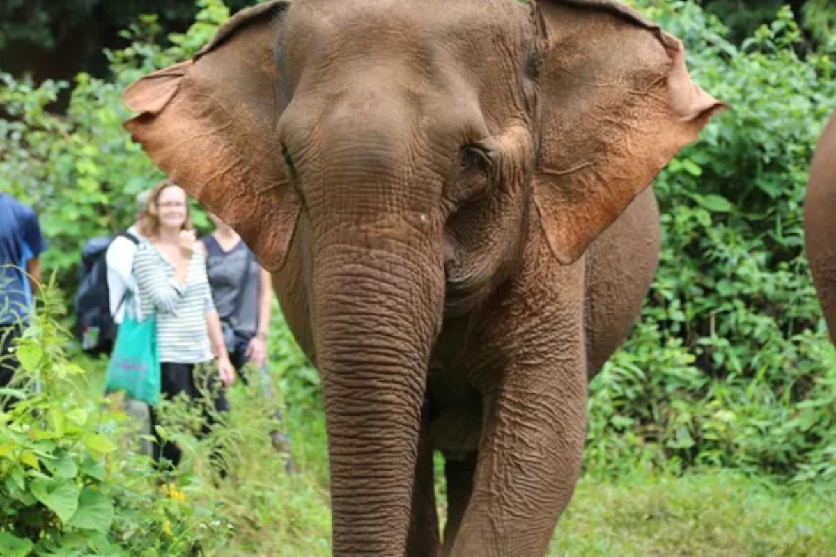 Elefante de projeto de reabilitação em Mondulkiri, Camboja