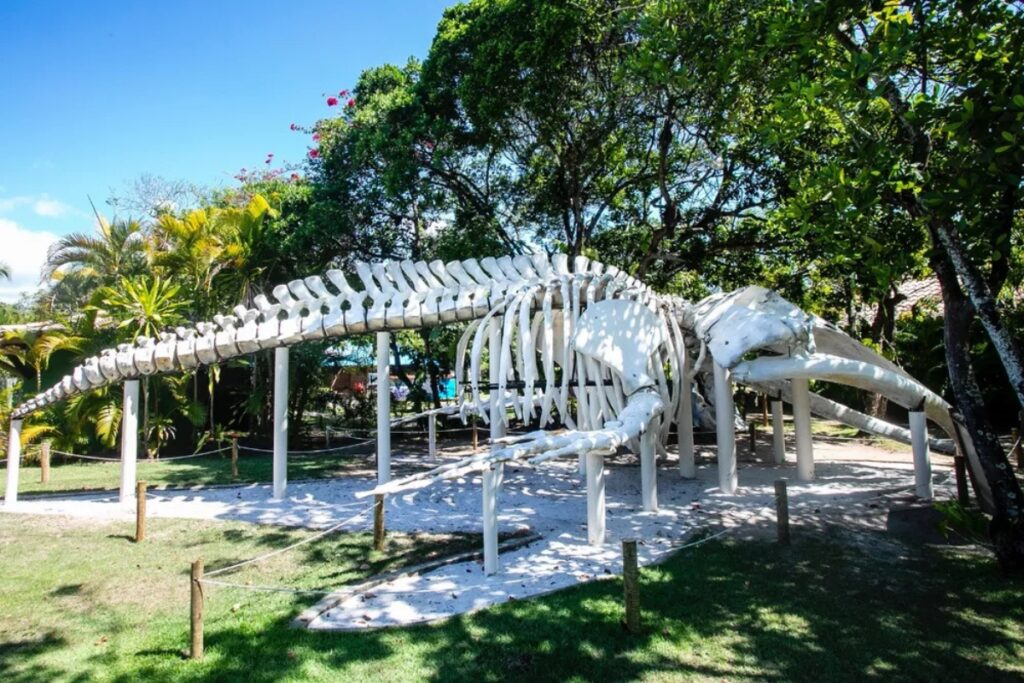 Esqueleto de baleia no Espaço Baleia Jubarte, na Praia do Forte