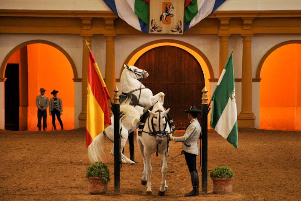 Show dos cavalos andaluzes em Jerez de la Frontra, Espanha, com dois cavalos brancos, sendo um empinando, e um homem vestido de trajes típicos.