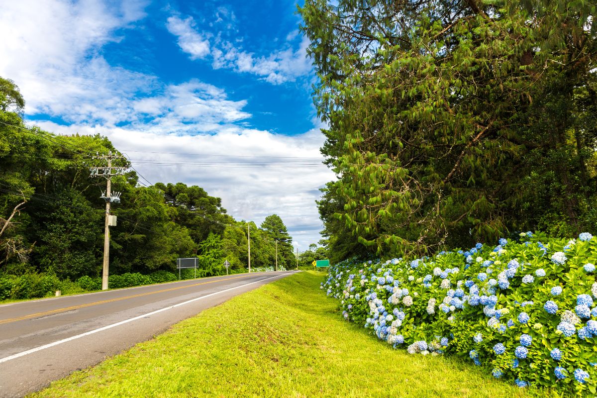 Estrada que liga Gramado a Canela, Rio Grande do Sul