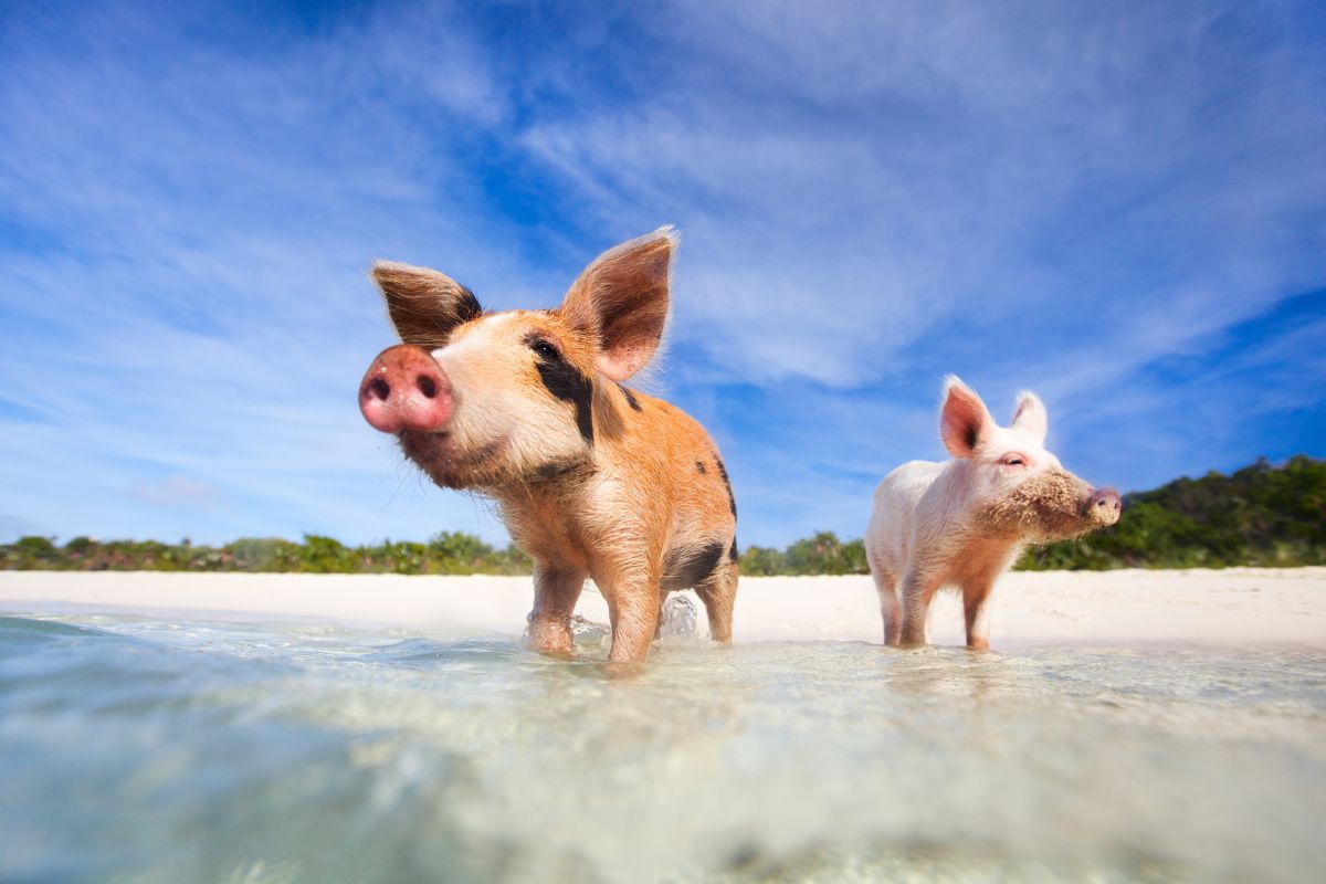 Porcos nadadores de Exuma Cays, Bahamas