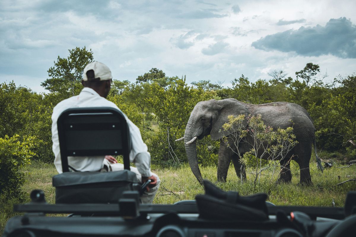 Safári guiado dentro do Kruger National Park