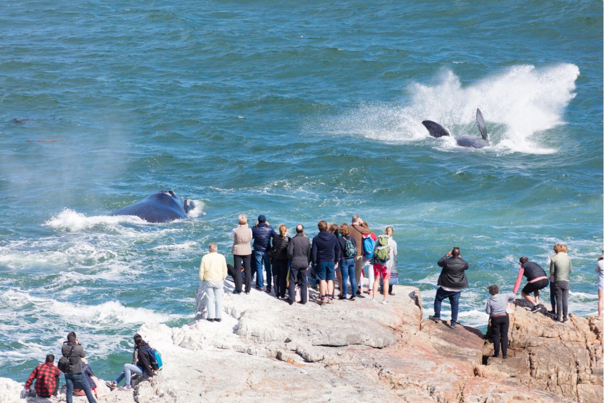 Pessoas vendo baleia em Hermanus, África do Sul