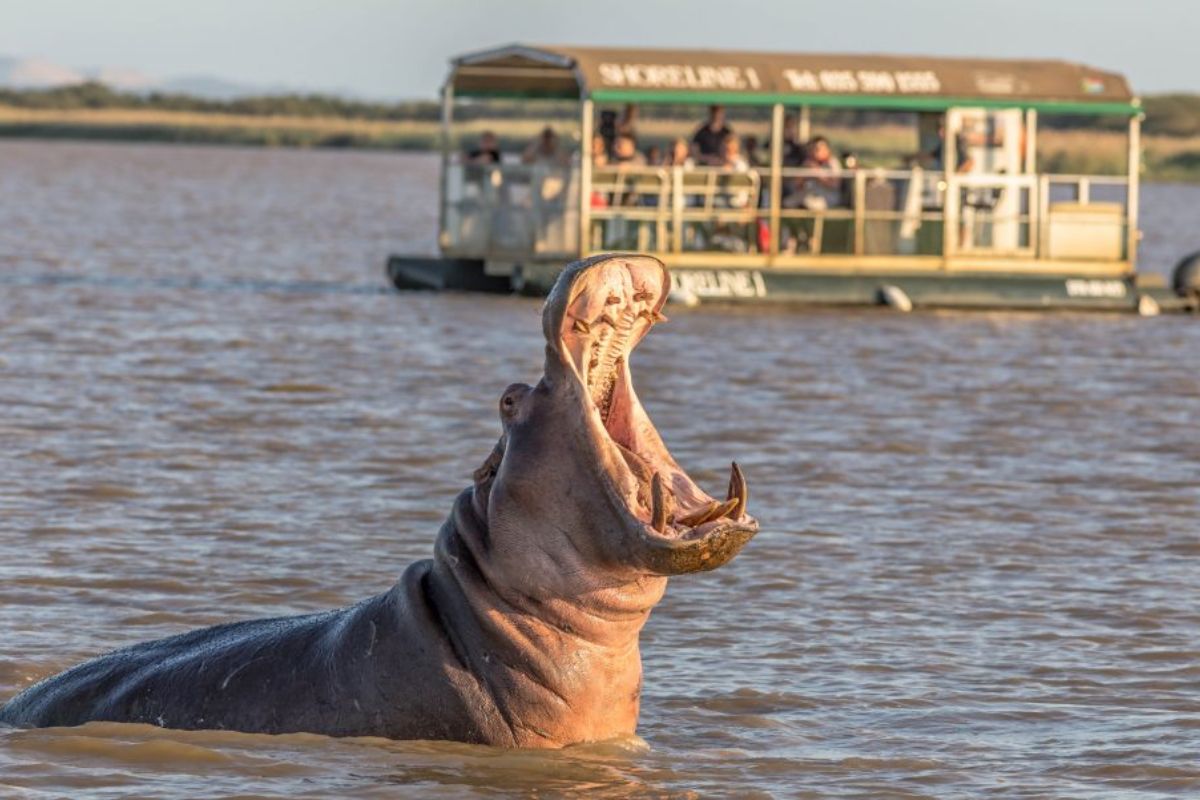 Hipopótamos no Hluhluwe-Imfolozi Park, África do Sul