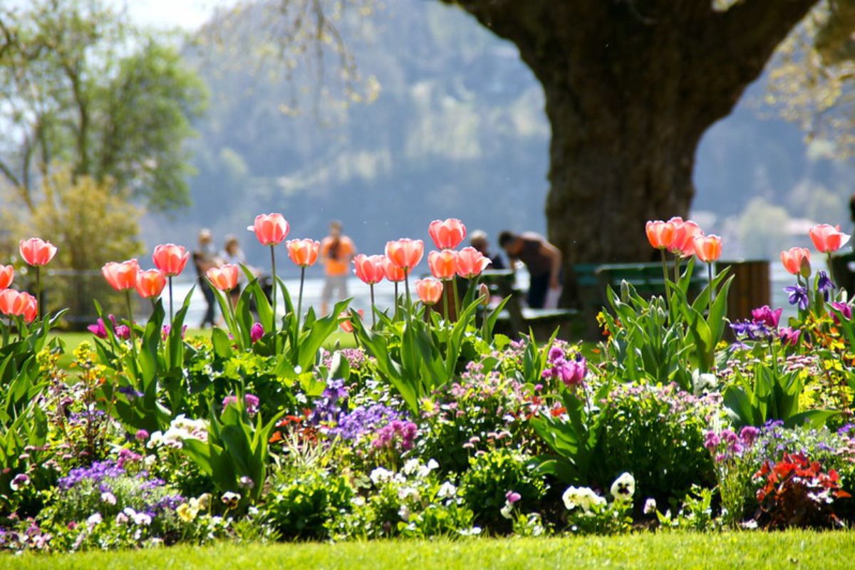 Tulipas cor de rosa no jardim de Annecy, França