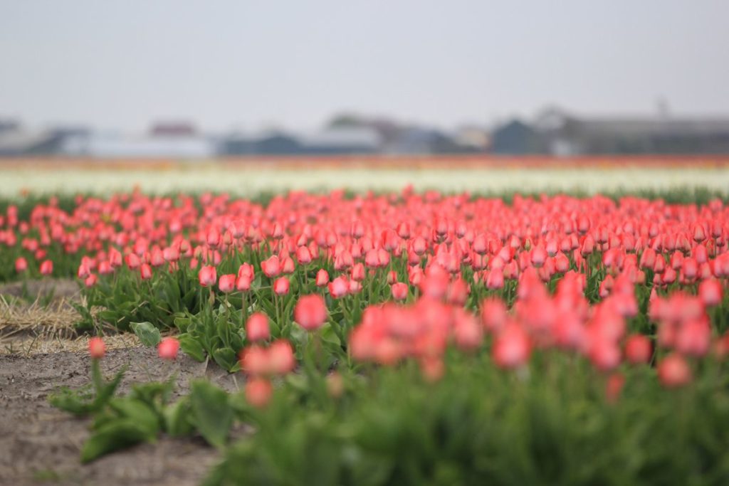 Keukenhof, o famoso parque das flores da Holanda