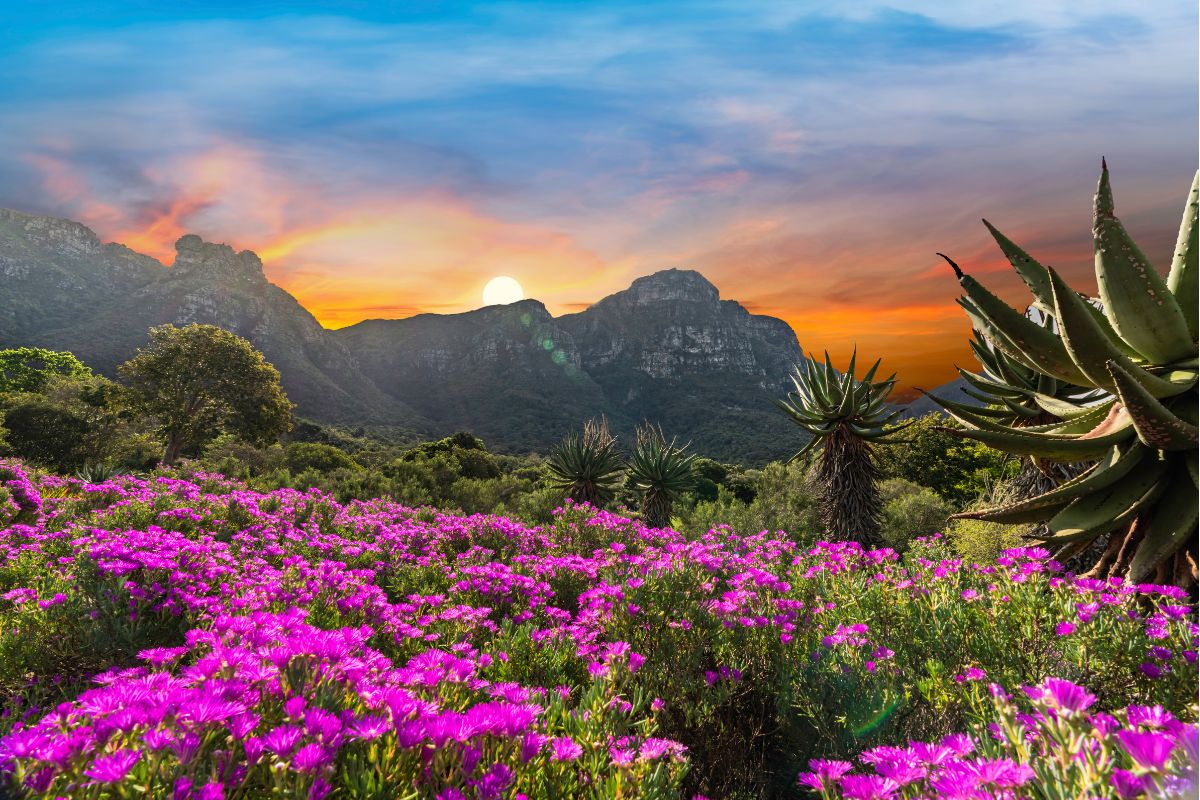 Jardim do Kirstenbosch Botanical Garden, em Cape Town
