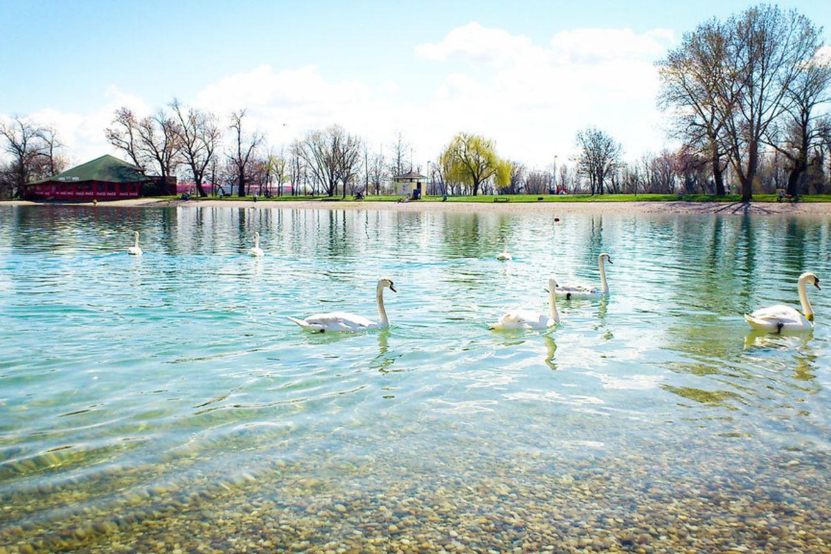 Cisnes no Lago Jarun, em Zagreb, Croácia