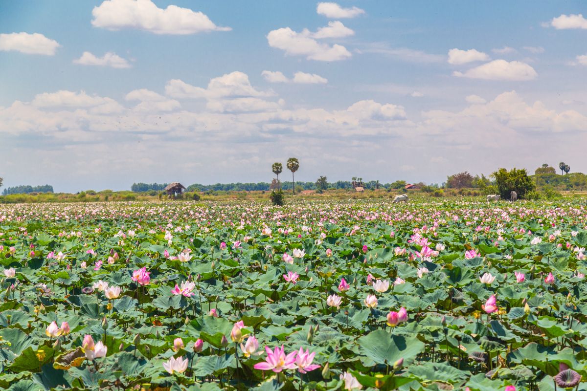 Jardim de flor de lotus visitado em pesseio em Siem Reap