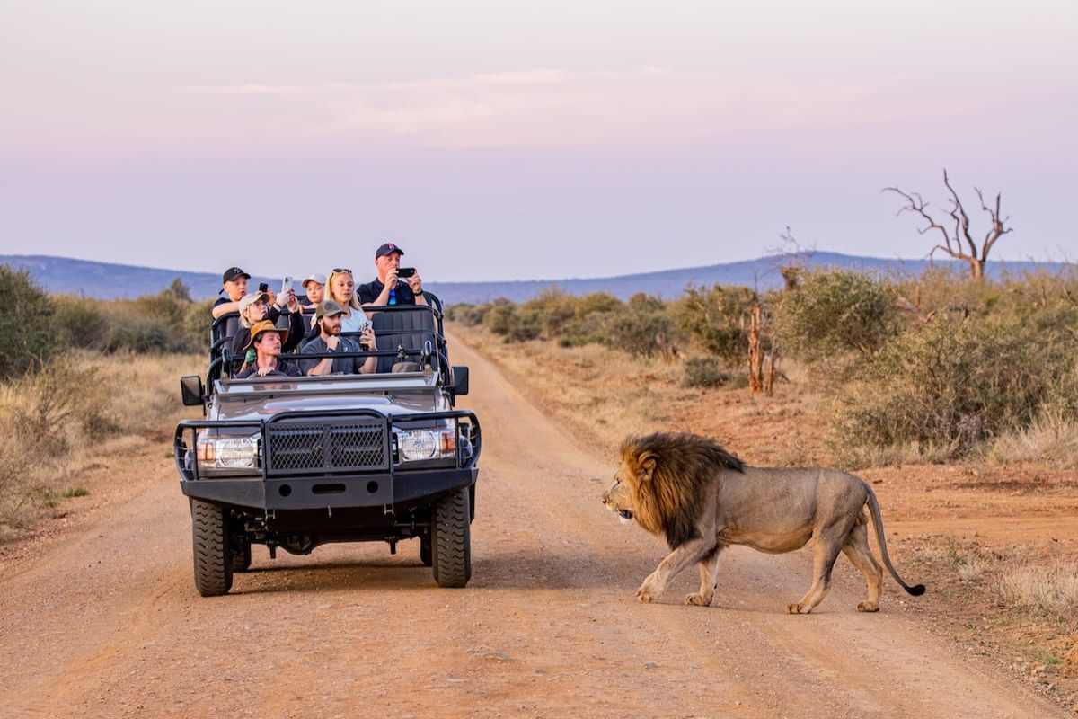 Onde fazer um safári na África do Sul: melhores parque e reservas ...