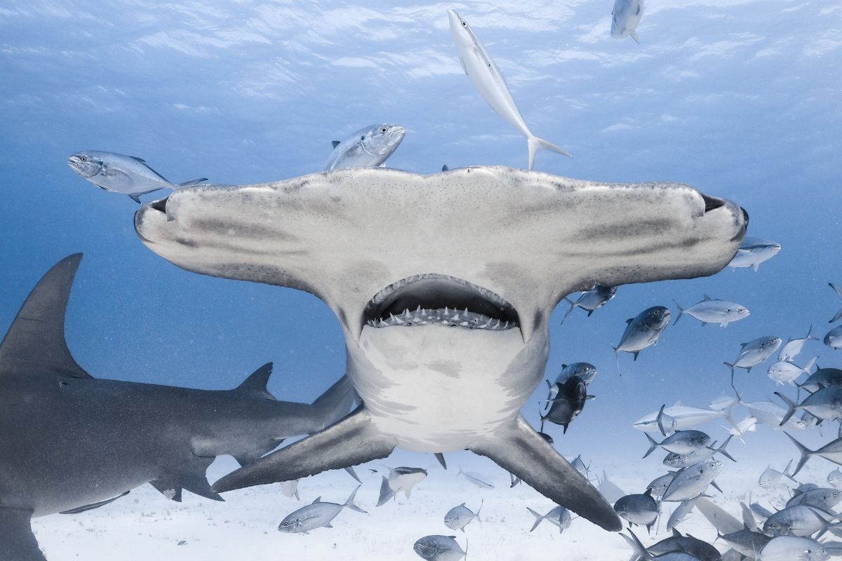 Tubarão-martelo visto em mergulho nas Bahamas