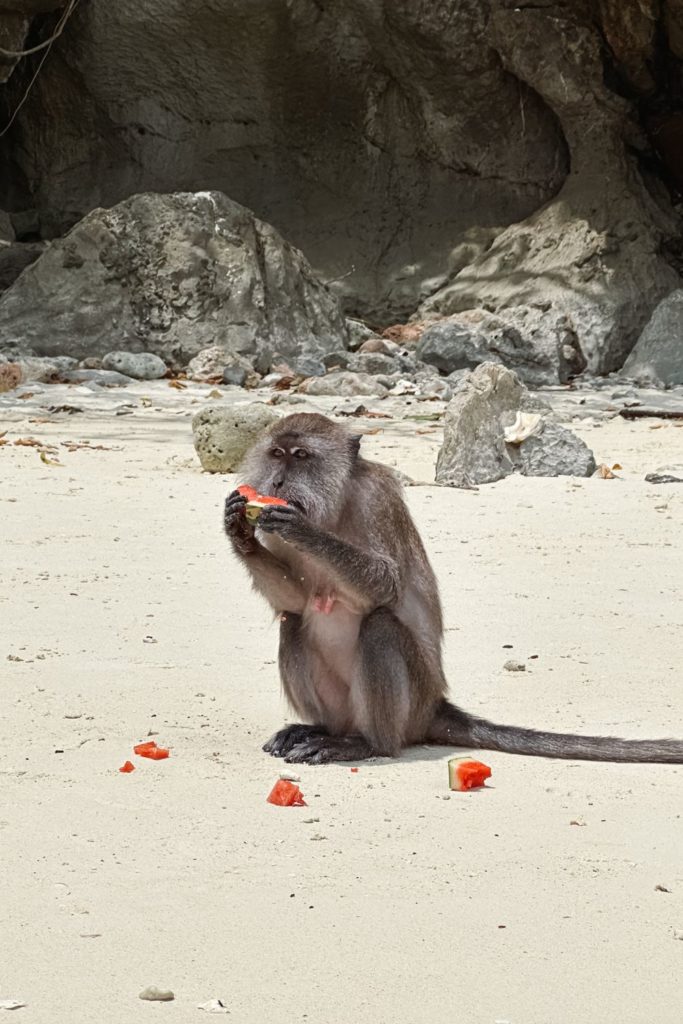 Macaco em Monkey Beach