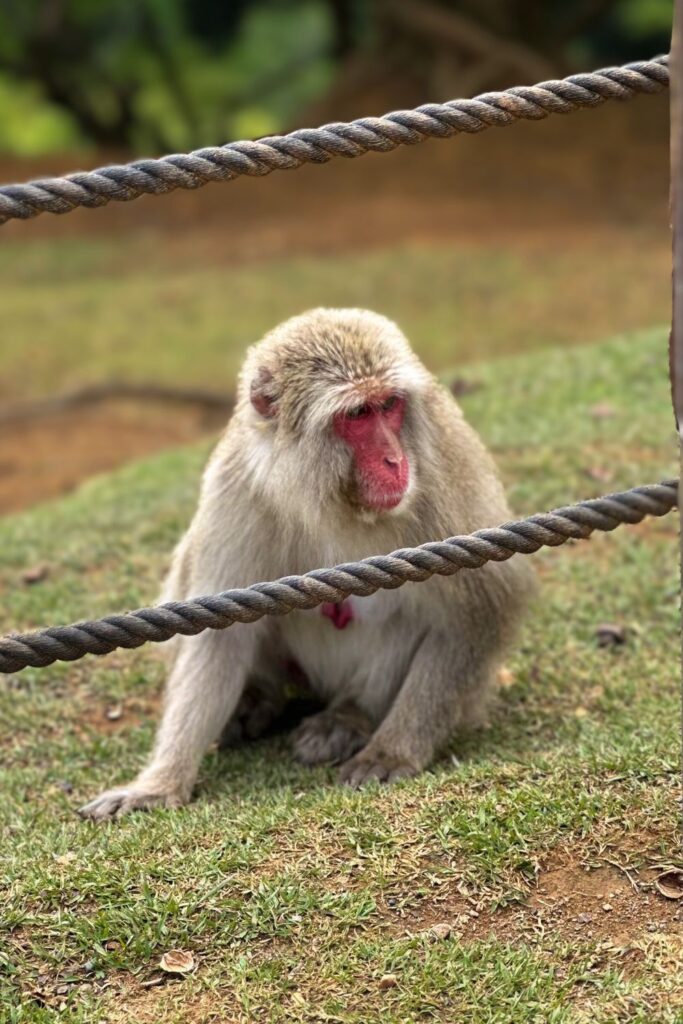 Macaco-japonês no Arashiyama Monkey Park Iwatayama