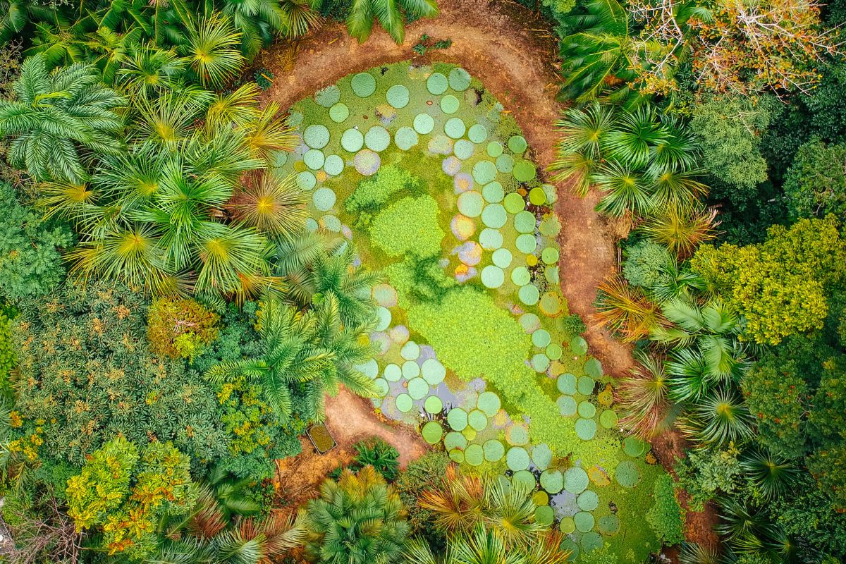 Imagem aérea da vitória-régia do MUSA, em Manaus