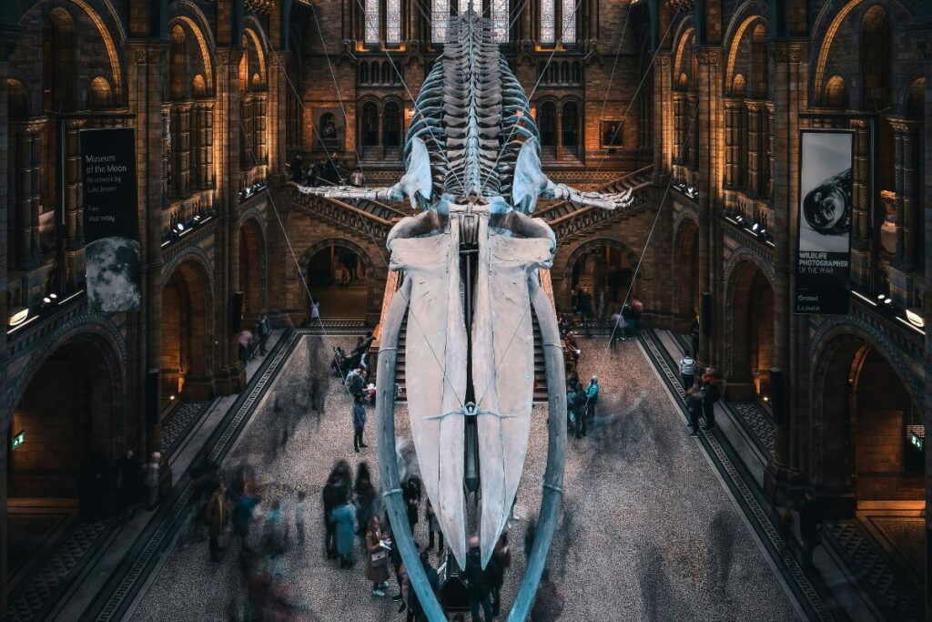 Esqueleto de baleia no Museus de História Natural