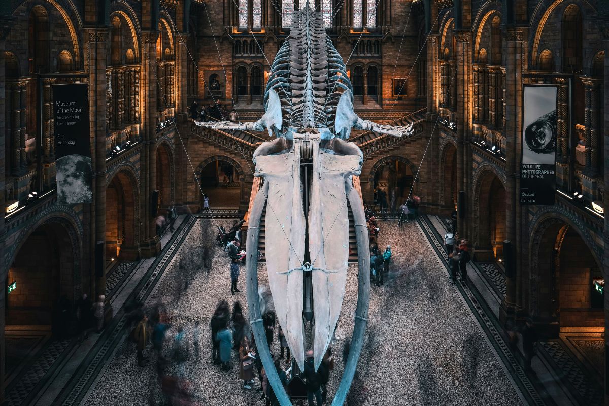 Esqueleto de baleia no Museu de História Natural londrino