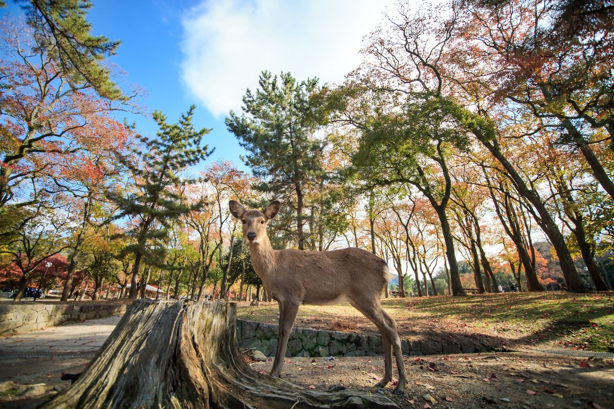 Cerdo no Nara Park, no Japão