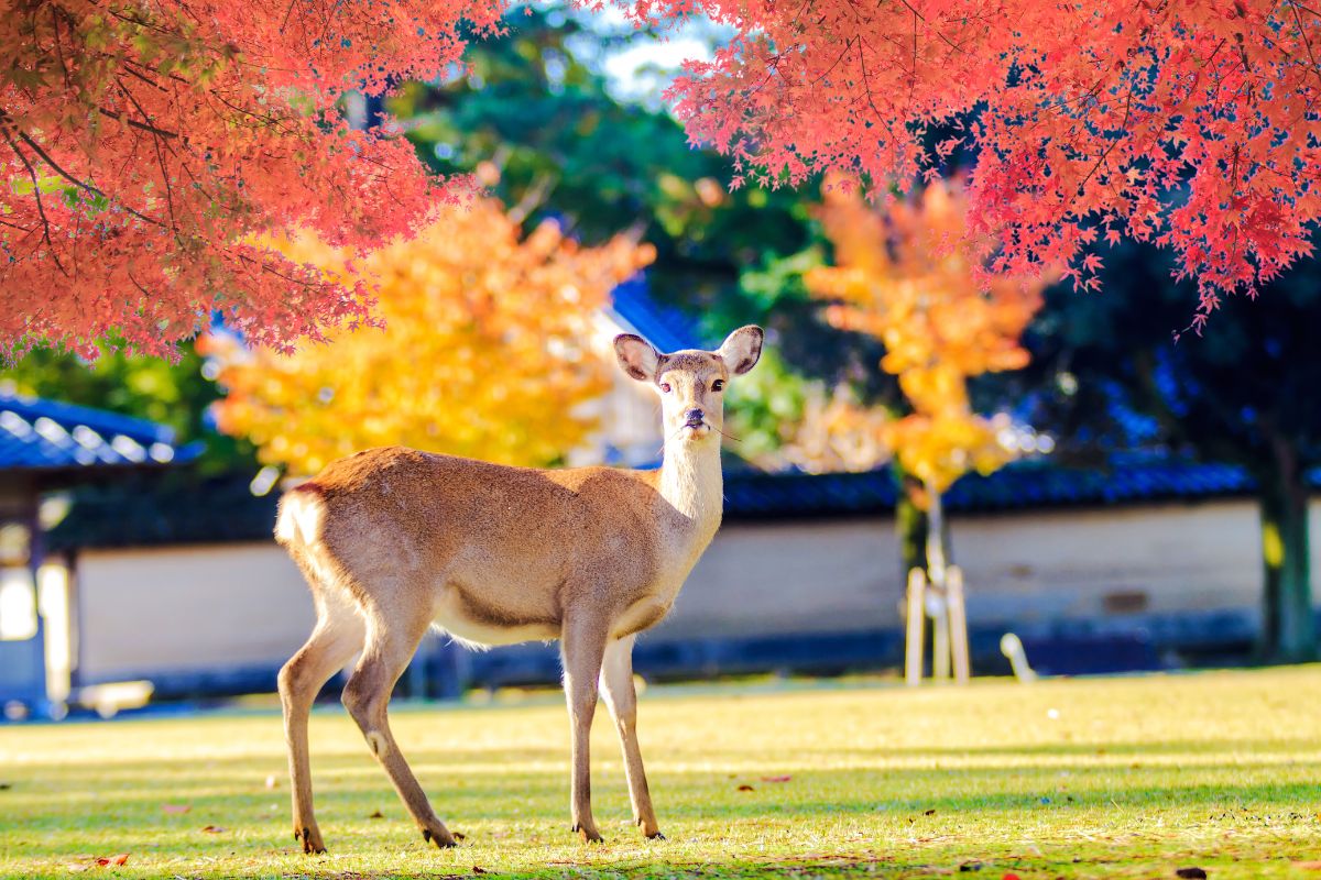 Parque de Nara no outono