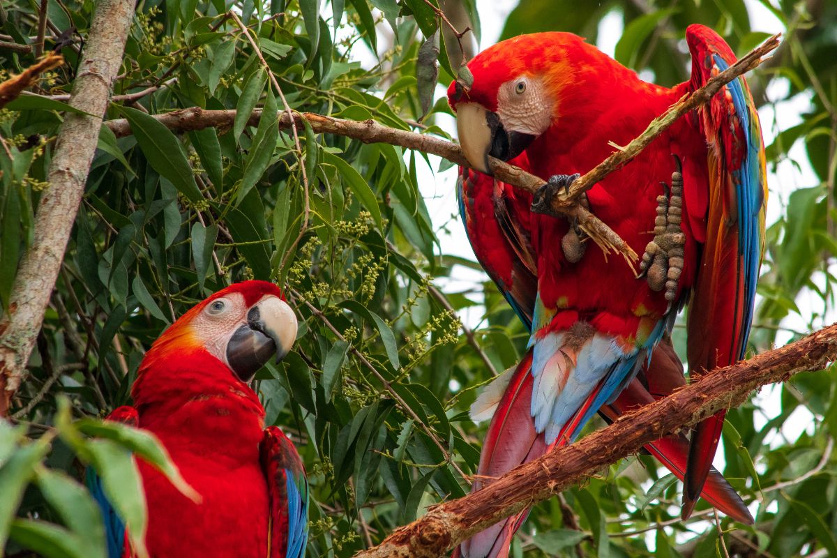 Araras no Parque Nacional do Manu, no Peru