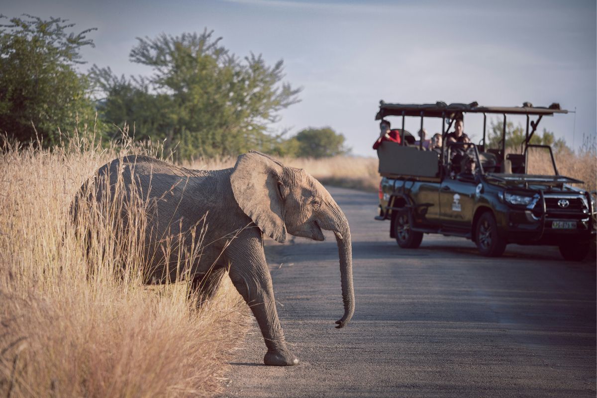 Safári em 4x4 no Parque Nacional Pilanesberg