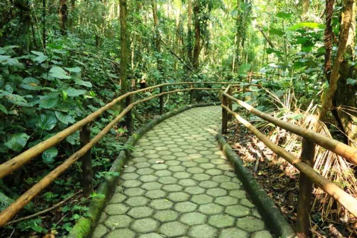Trilha do Parque Serra do Mar, litoral de São Paulo