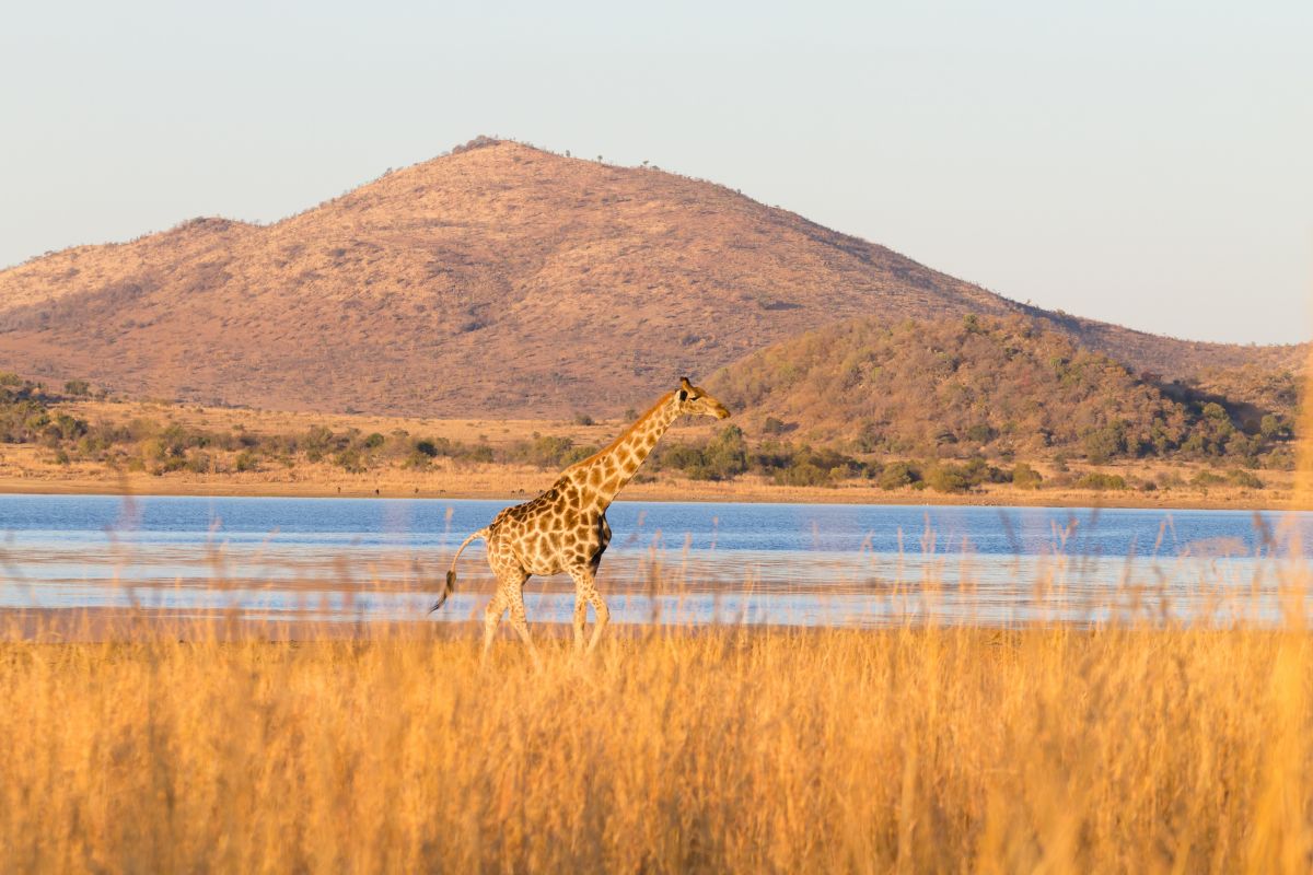 Girafa avistada em safári no Pilanesberg National Park