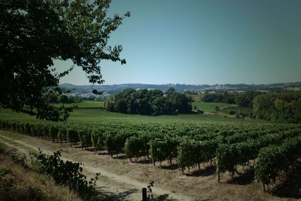 Vinhedos da Quinta da Aveleda