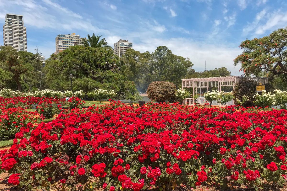Rosas vermelhas no Rosedal de Buenos Aires, no bairro de Palermo
