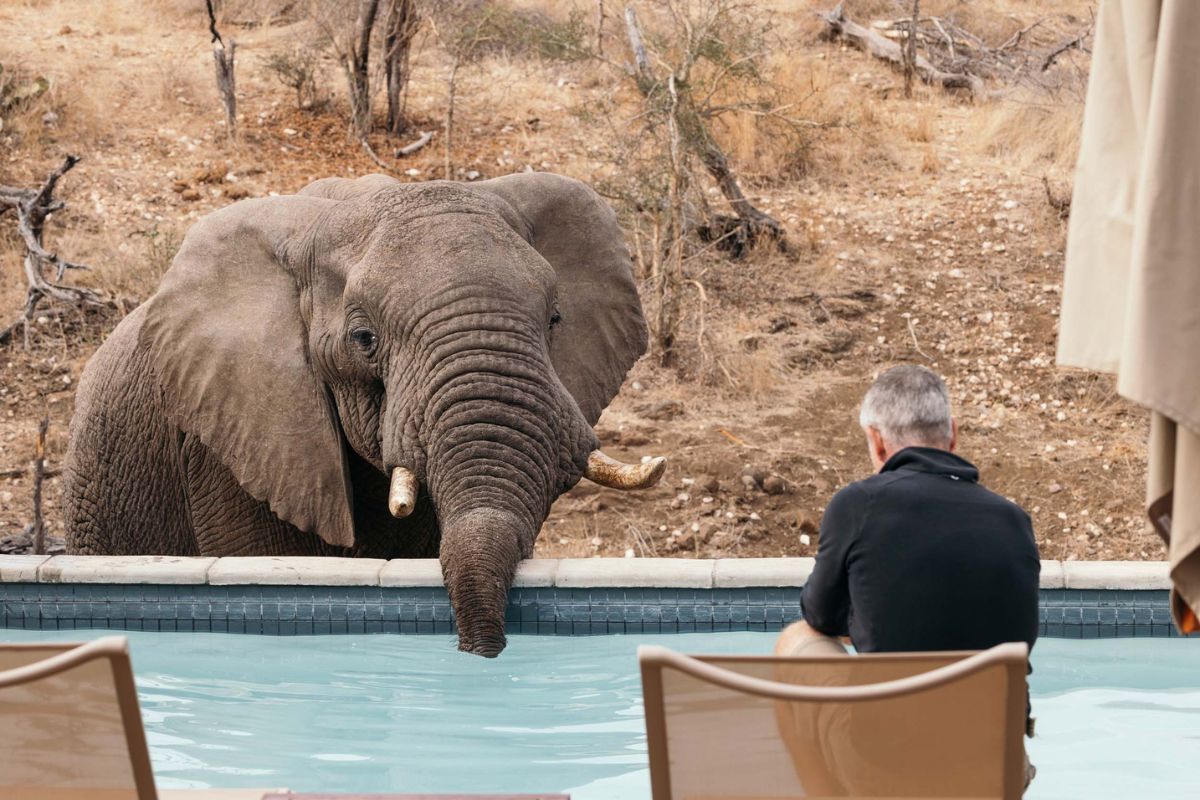 Elefante em piscina de lodge no Greater Kruger, África do Sul